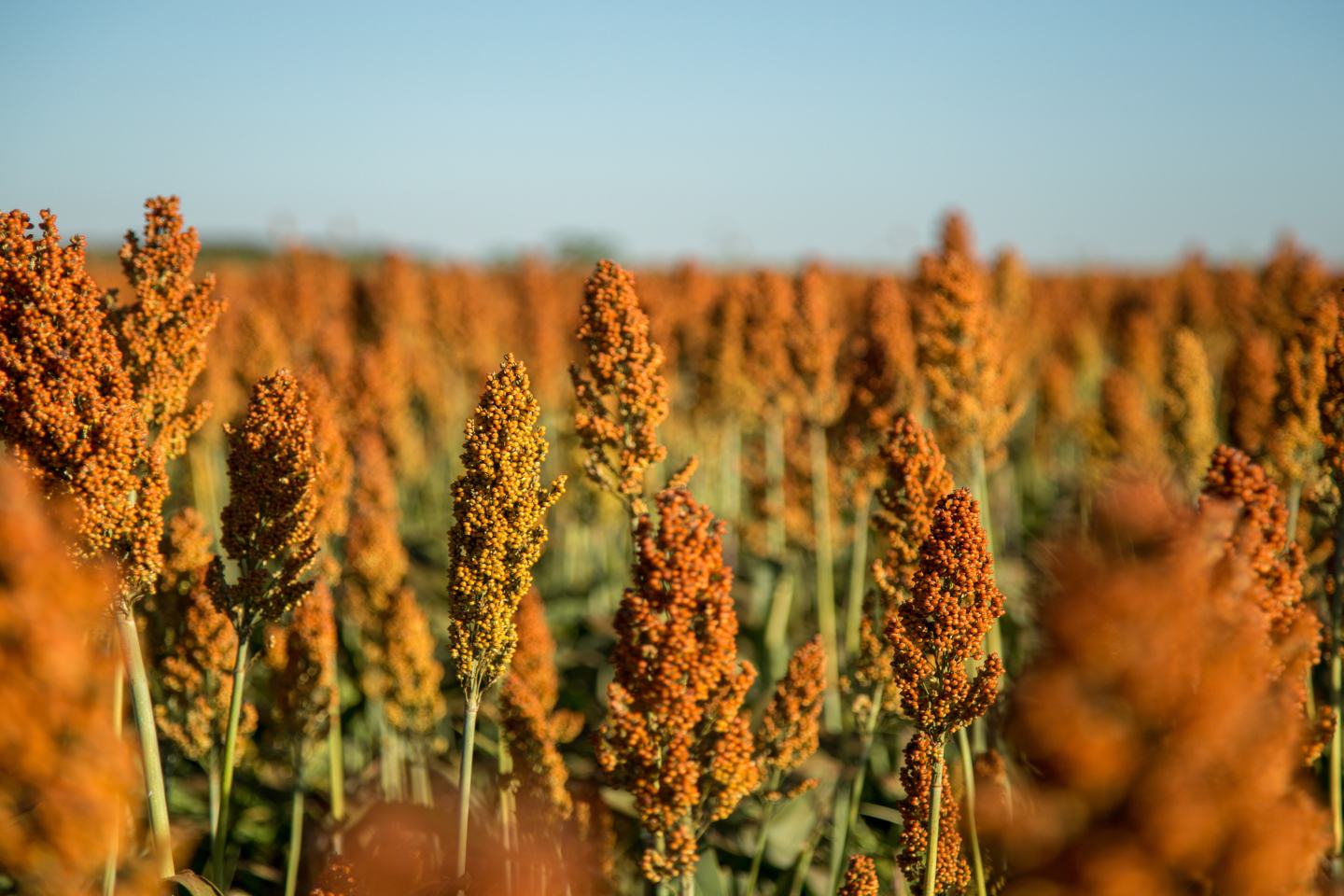 Sorghum