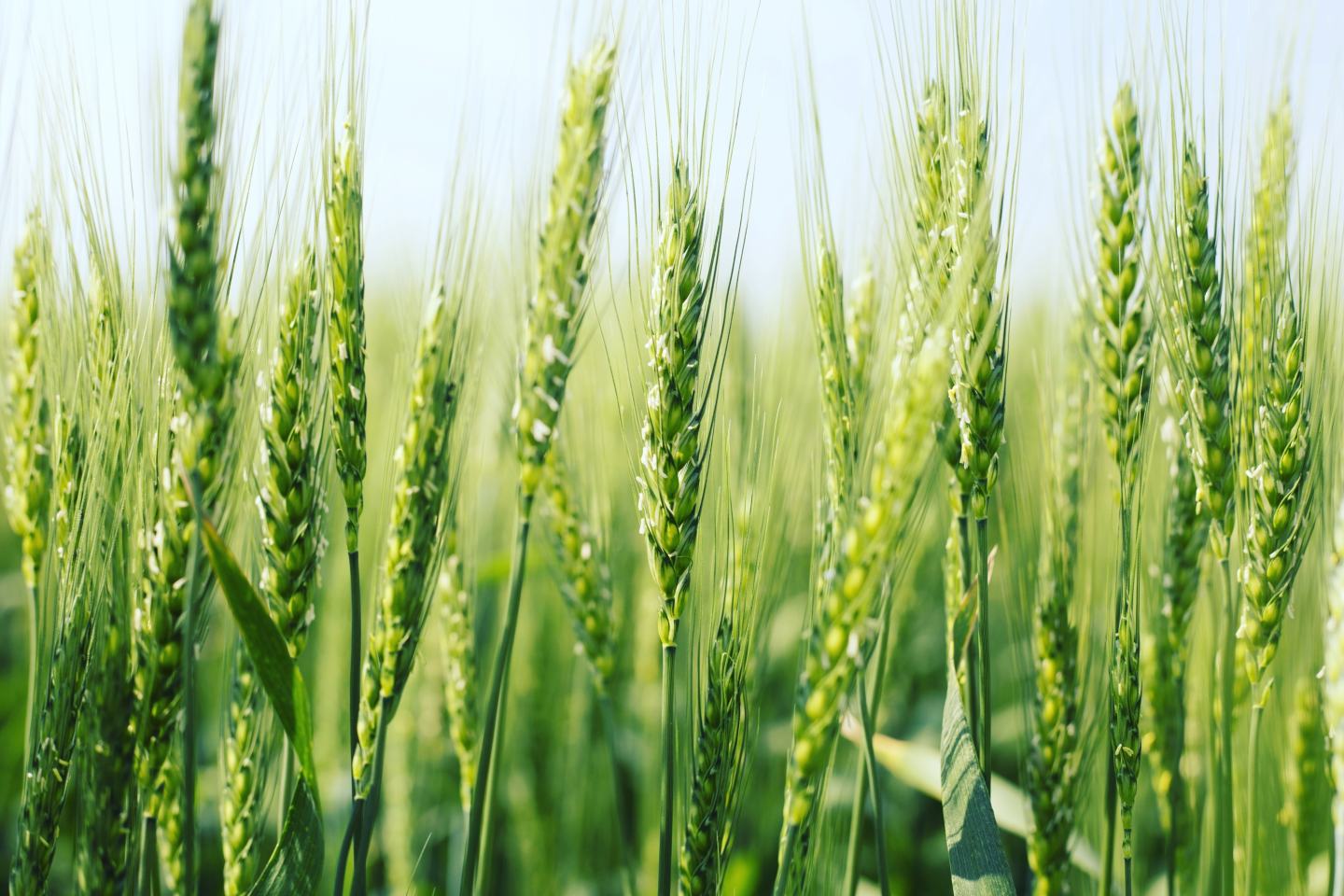wheat; q3 earnings cover