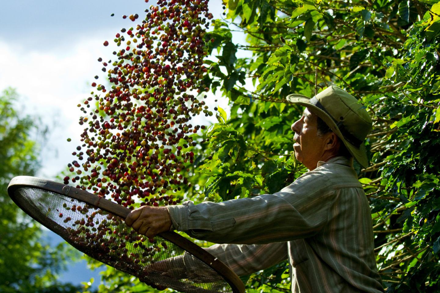 Brazil farmer