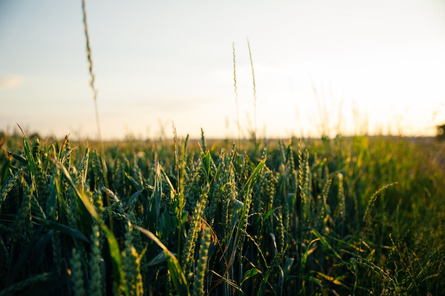 field