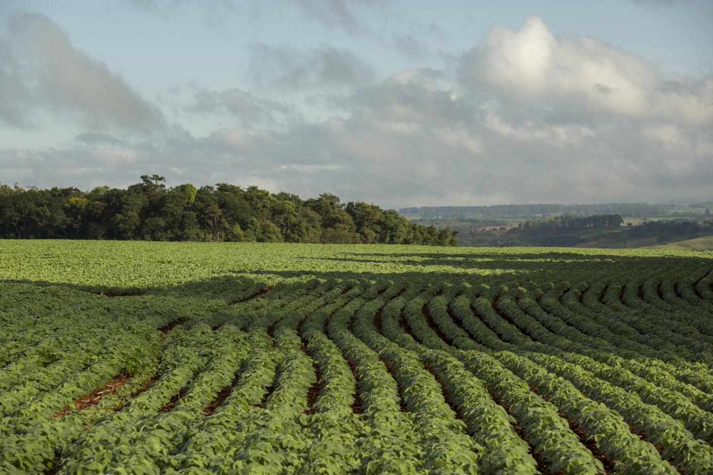 field