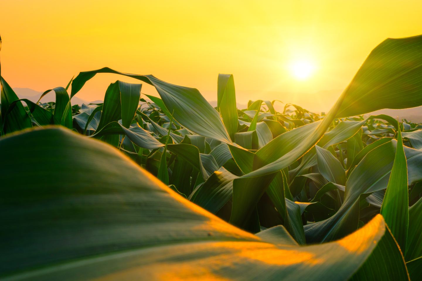 corn field