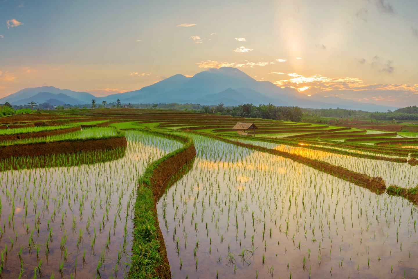 rice paddy