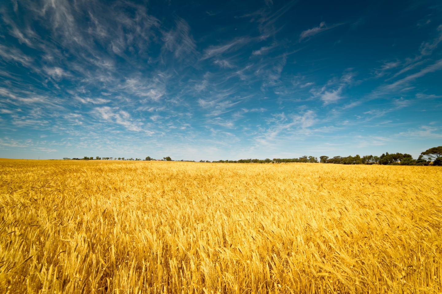 field