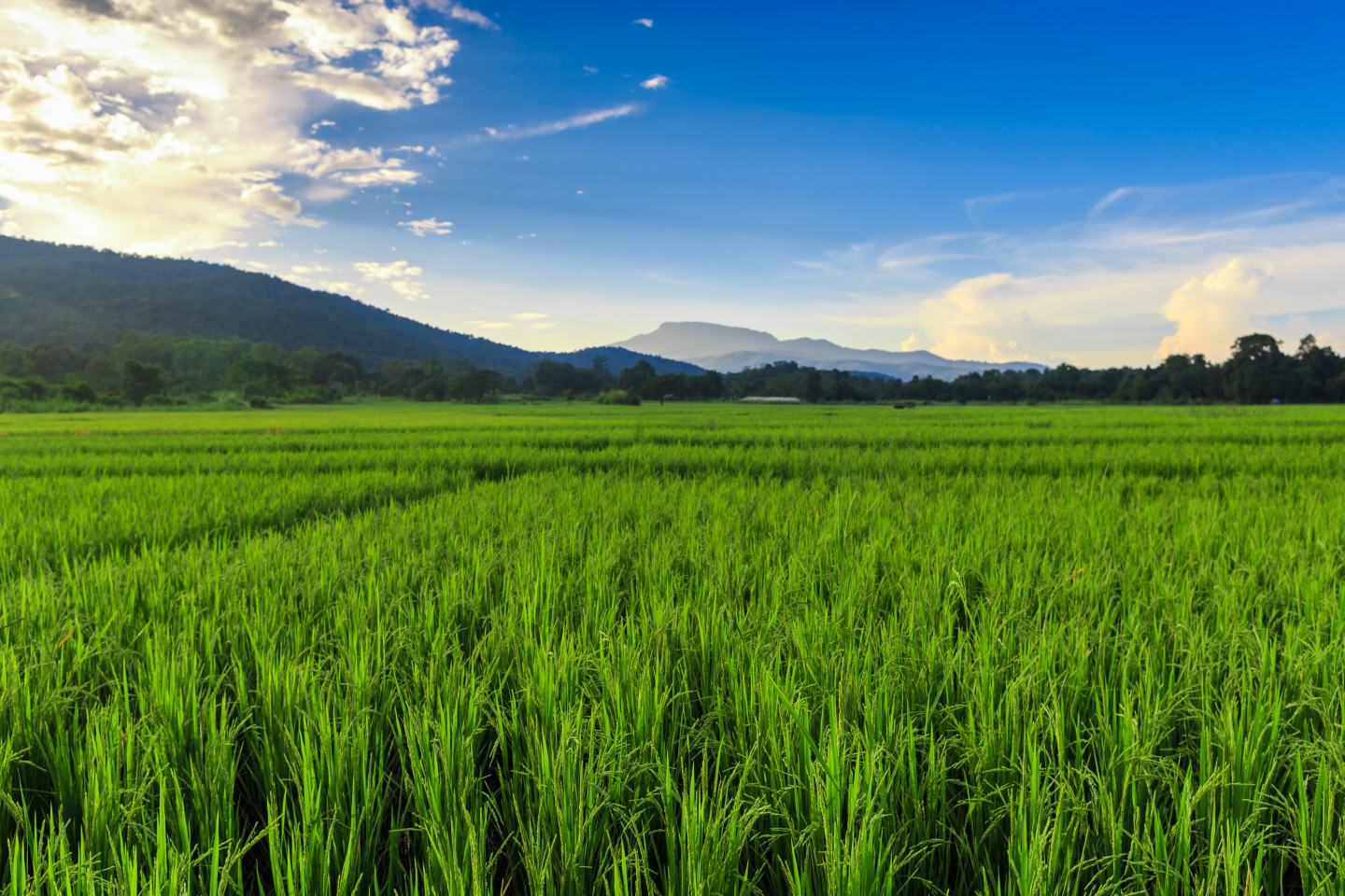 field with blue sky