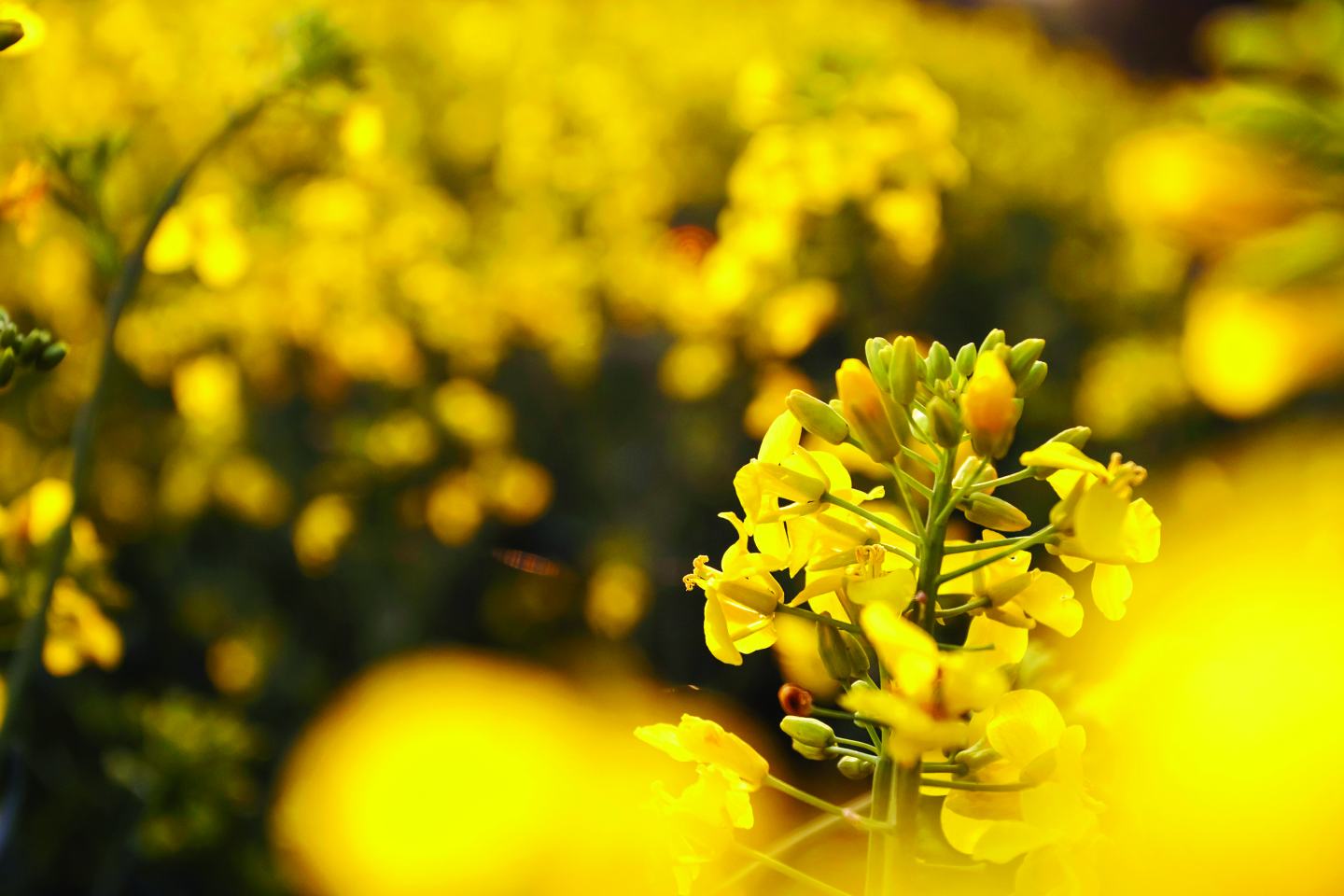 OSR