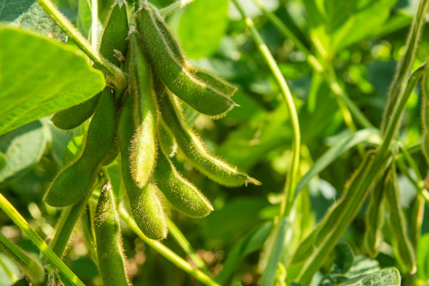 soybean plant
