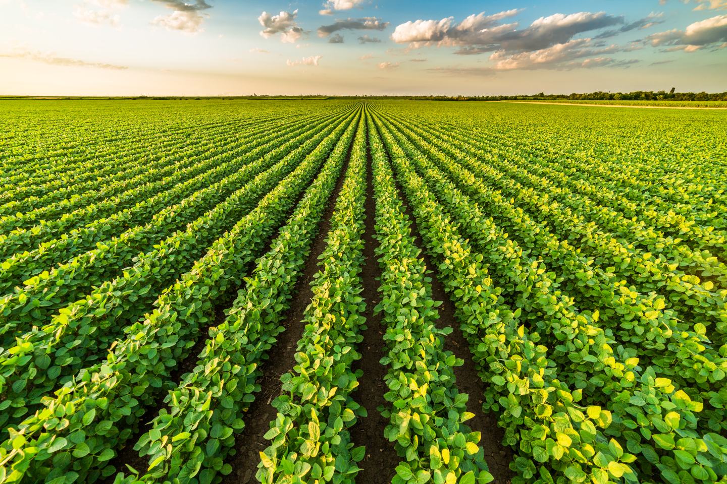 soybeans