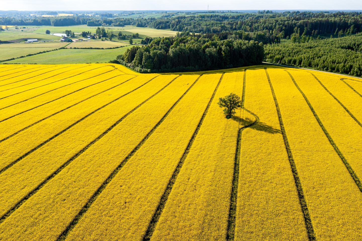 yellow field