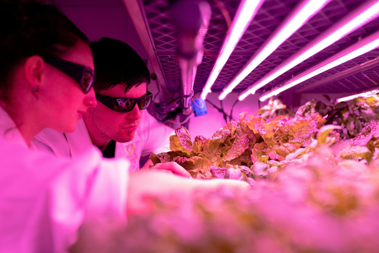 scientists in greenhouse
