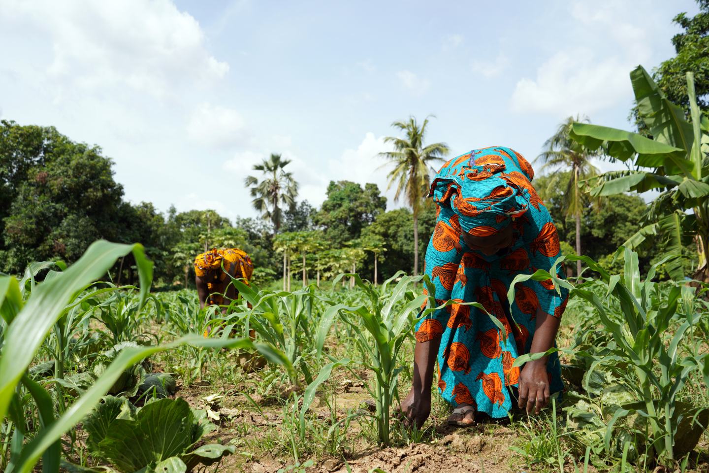 Farm in West Africa