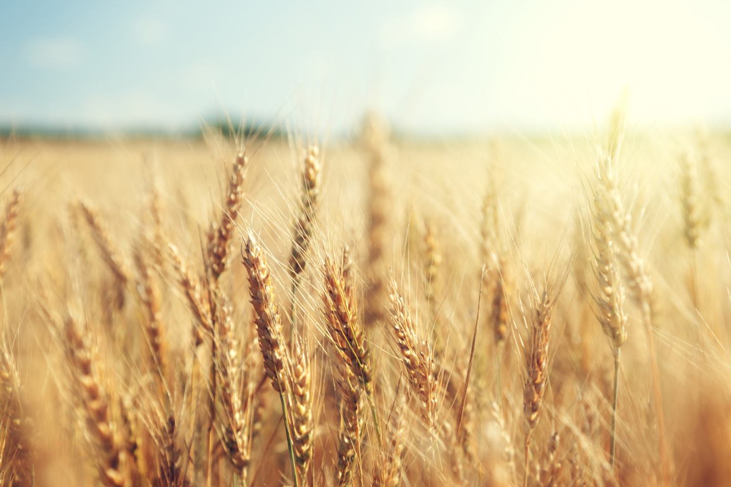 wheat
