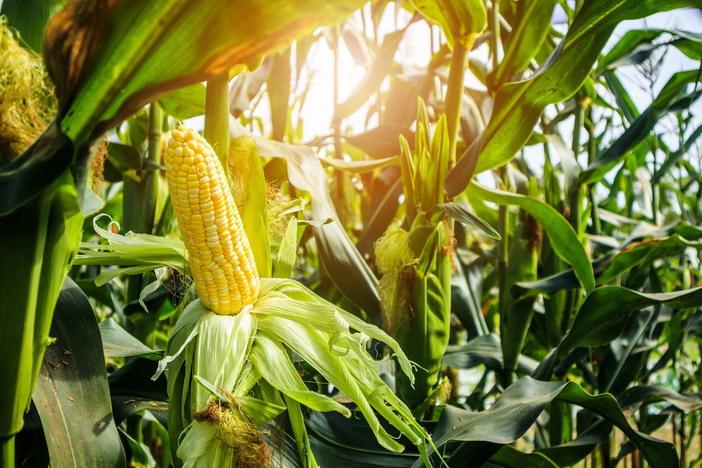 corn