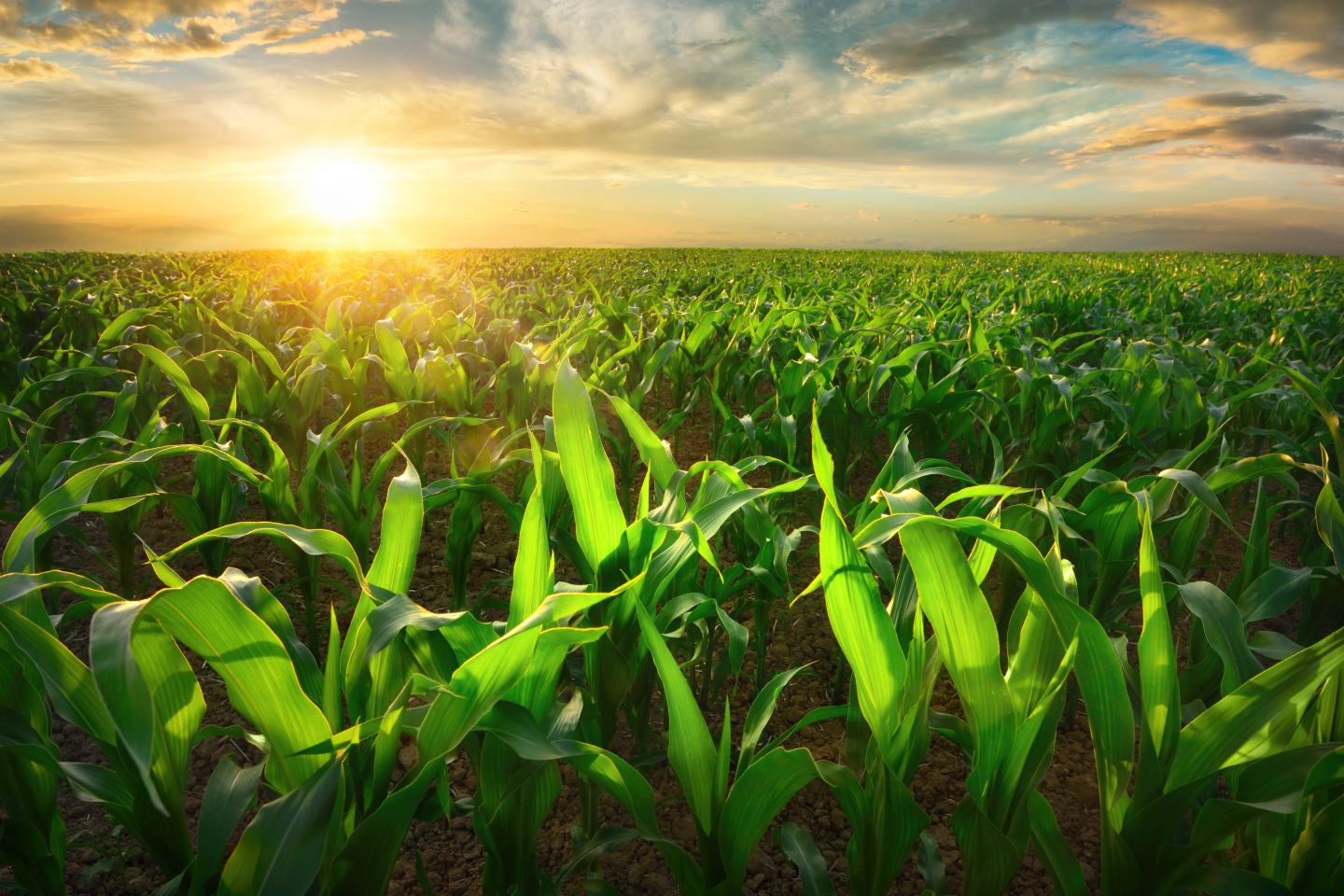 sun over corn field