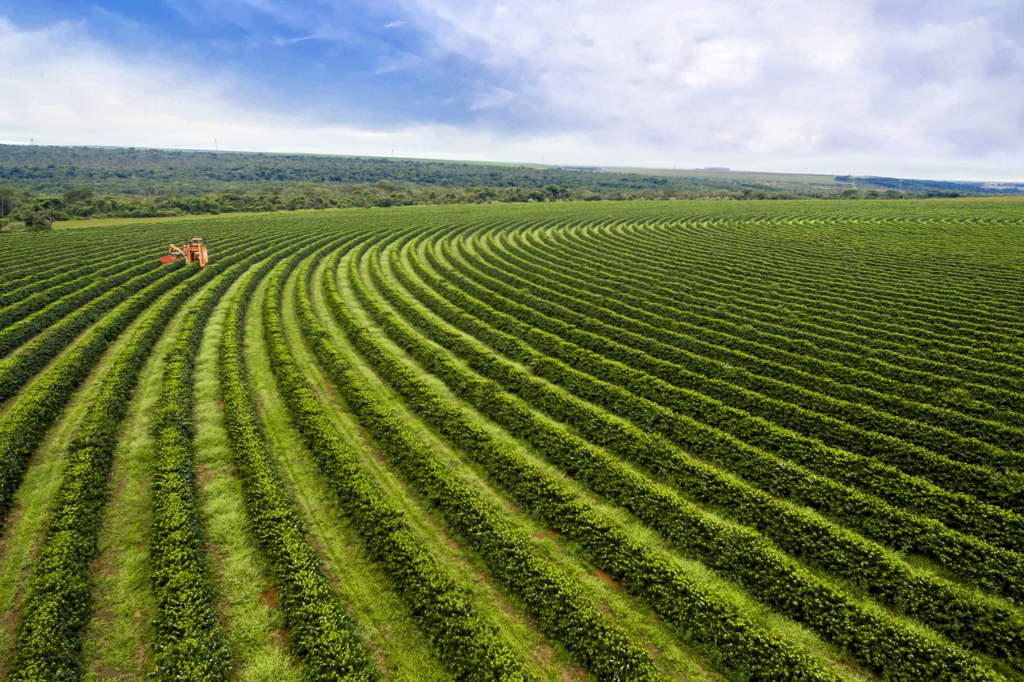 crop rows