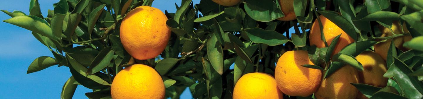 citrus tree