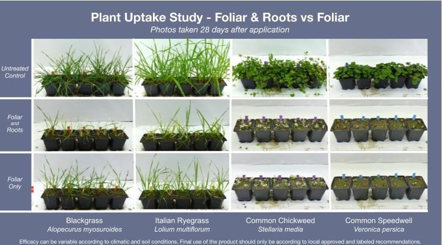 Plant uptake study - foliar & roots vs foliar