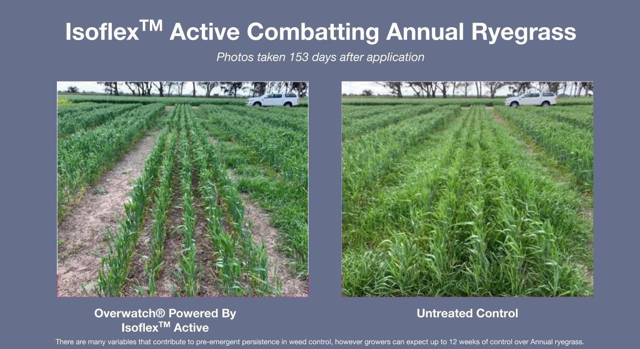 Isoflex active combatting annual ryegrass