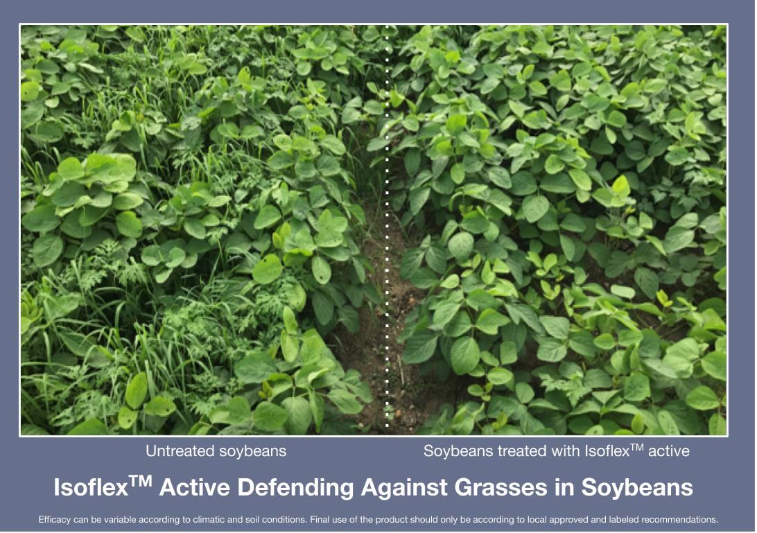 Isoflex active defending against grasses in soybeans