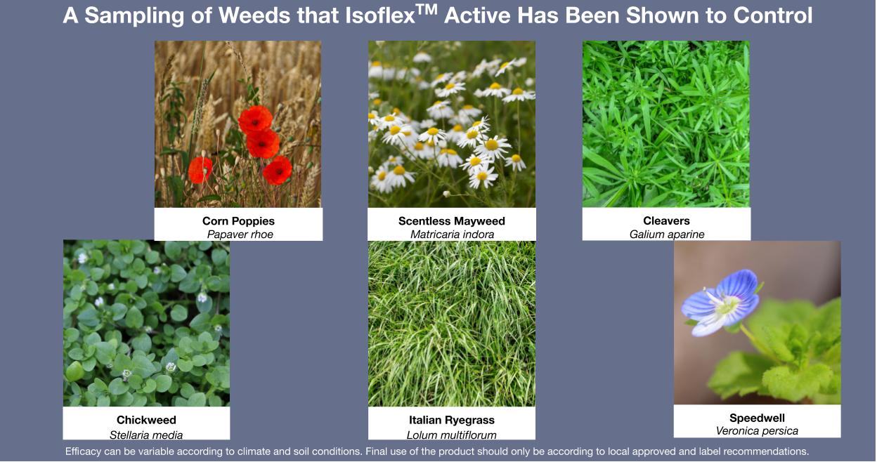 A sampling of weeds that Isoflex active has been shown to control