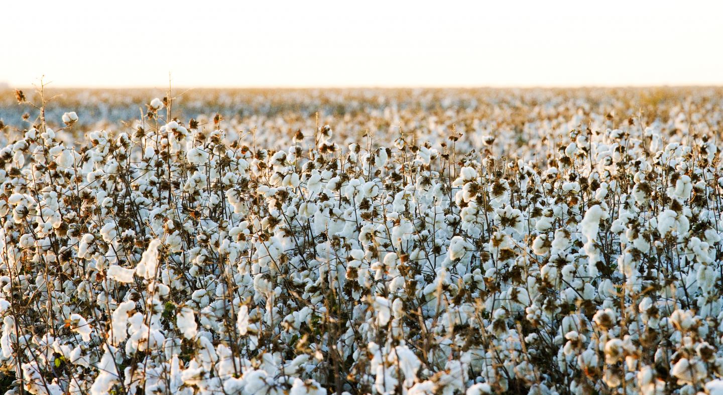 cotton field