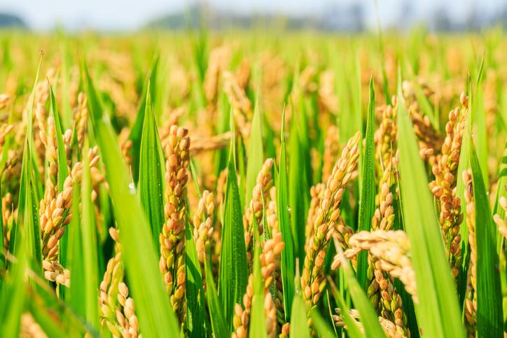 rice