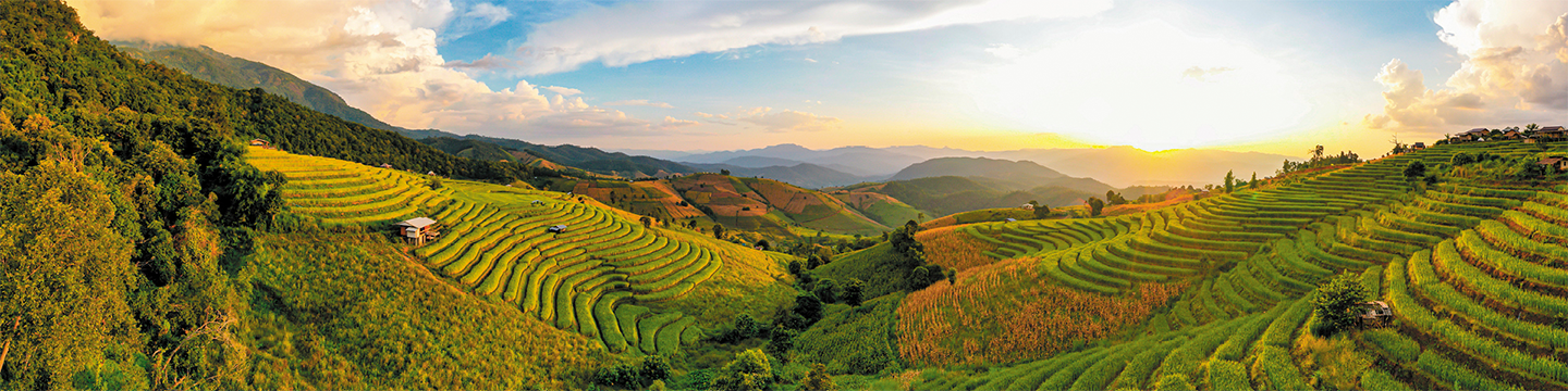 Rice paddy field