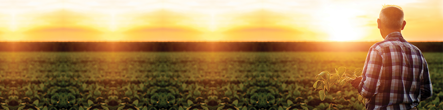 Male farmer in plaid standing in a soybean field