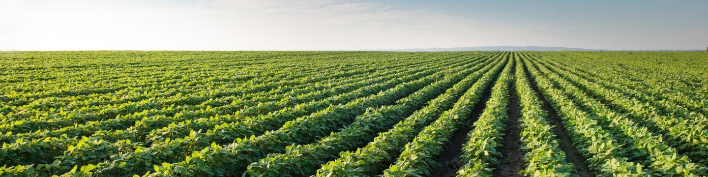 Soybean