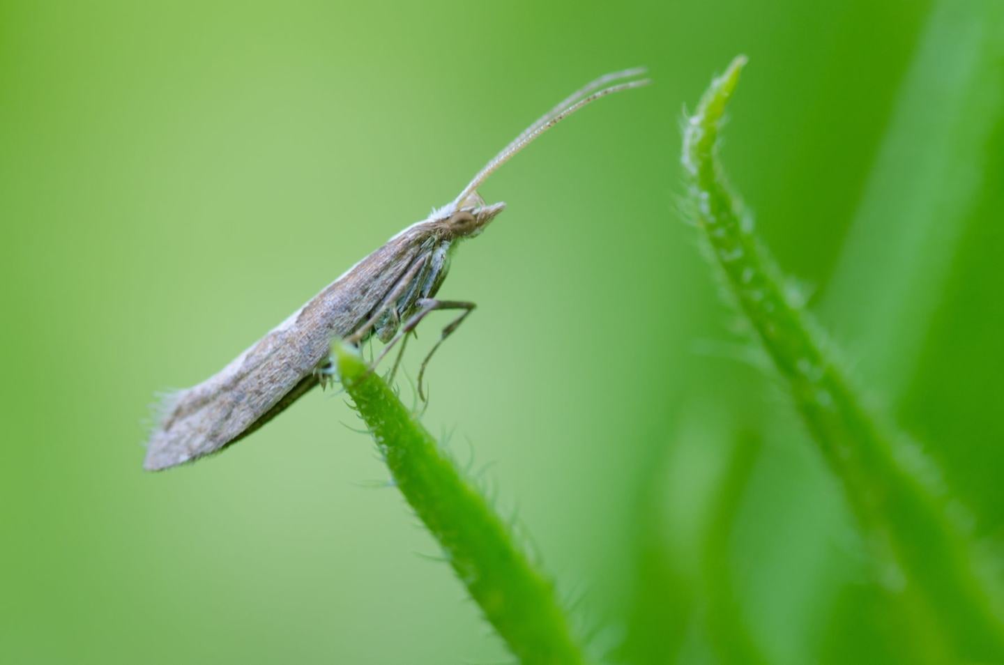Diamondback Moth