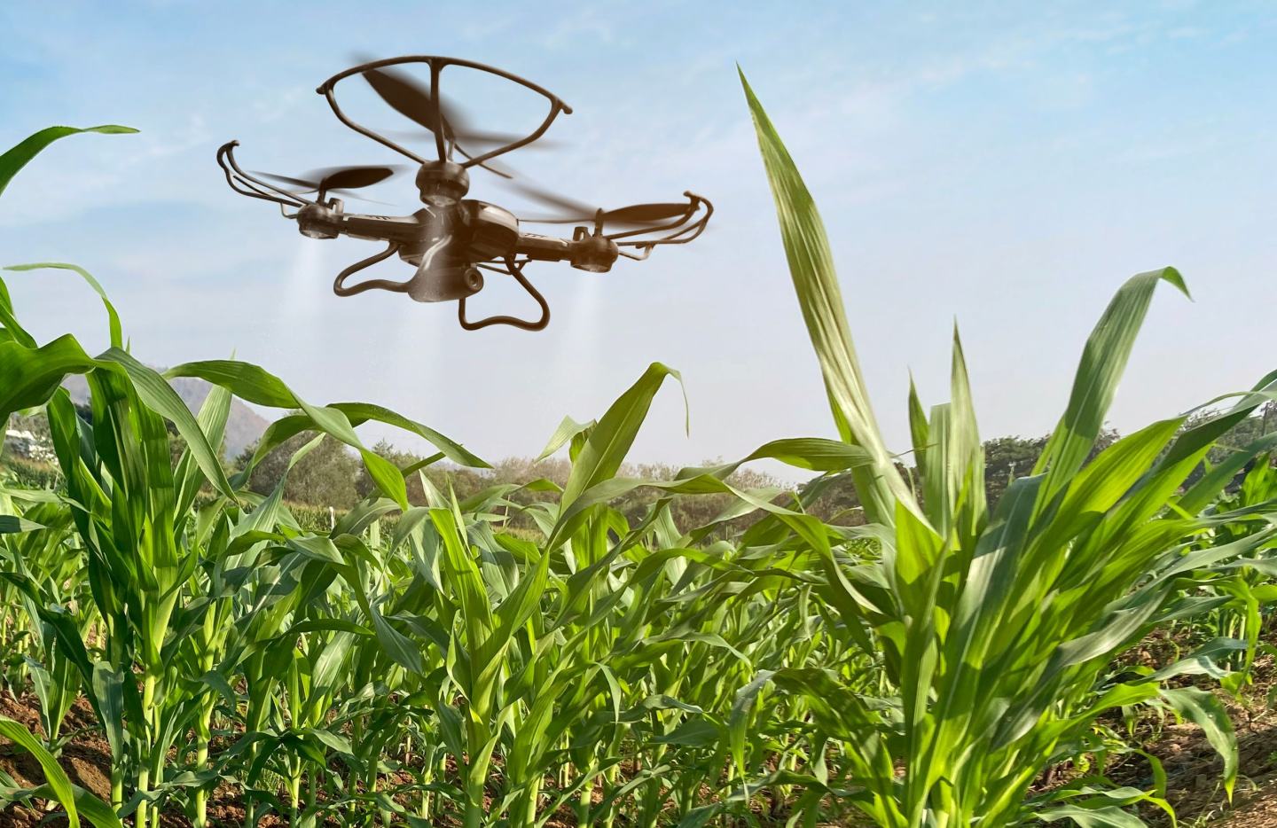 Drone over corn field