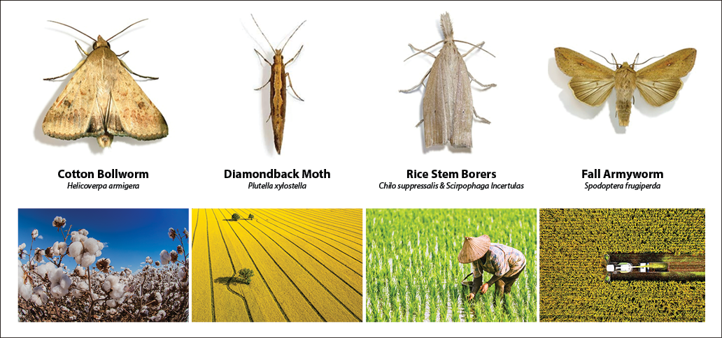 Insects and crops collage