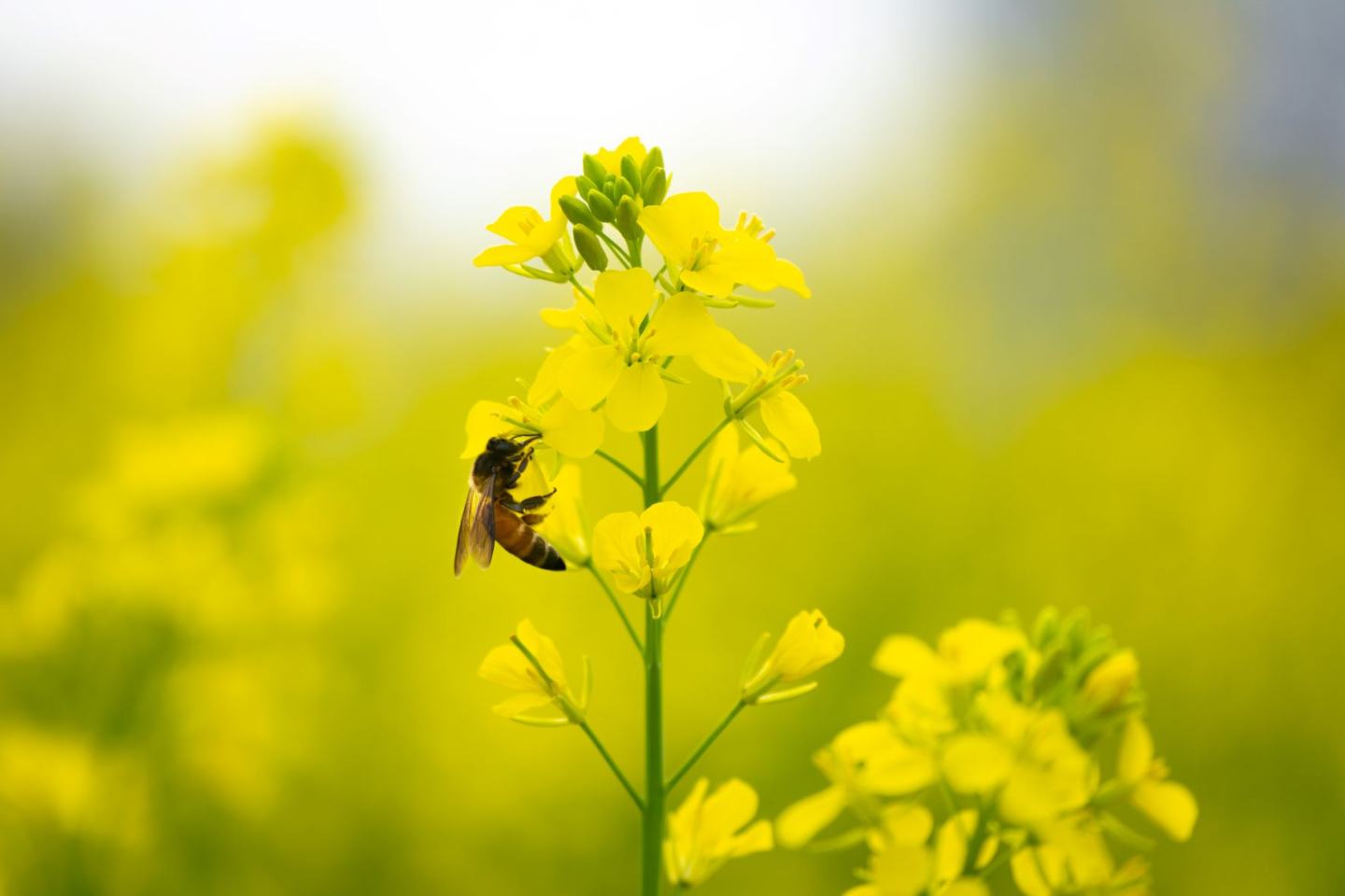 Bee in oilseed rape field