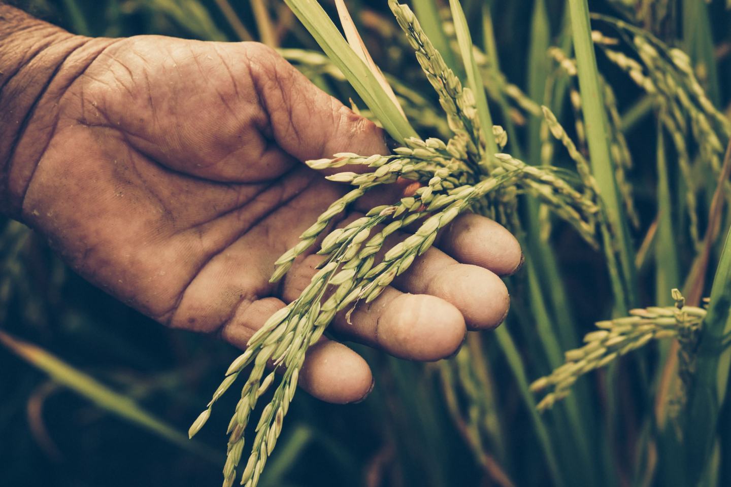 Grower inspecting crop