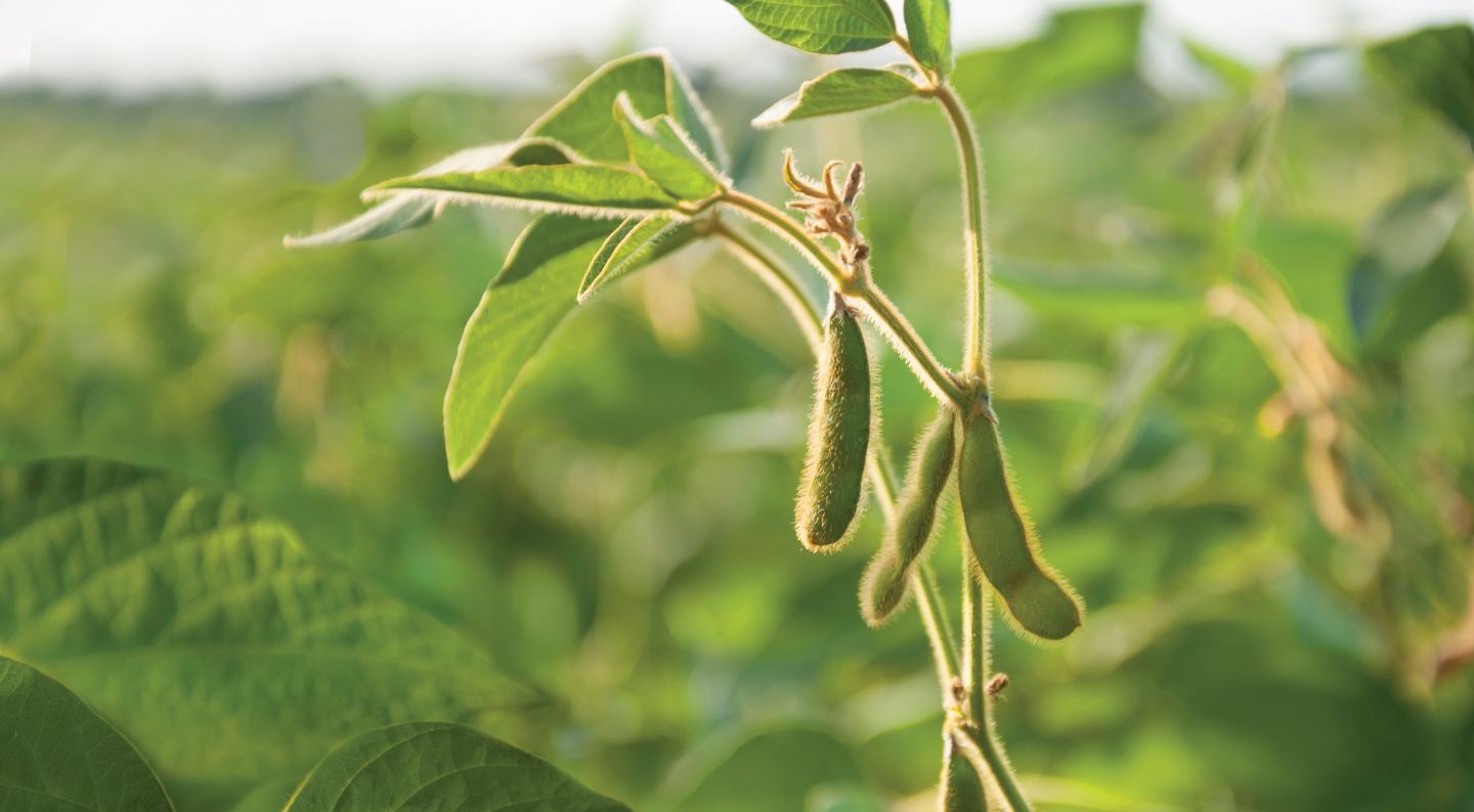 soybean crop
