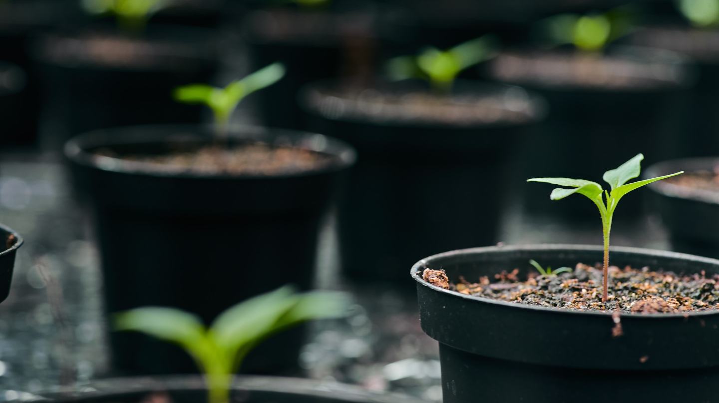 Seedlings in pots