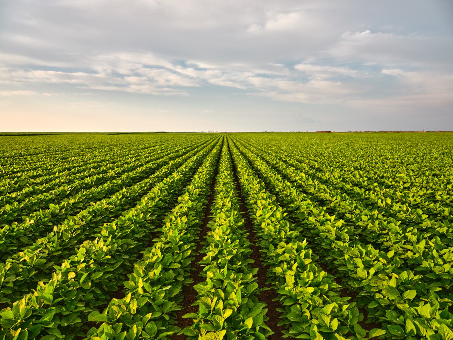 Field view
