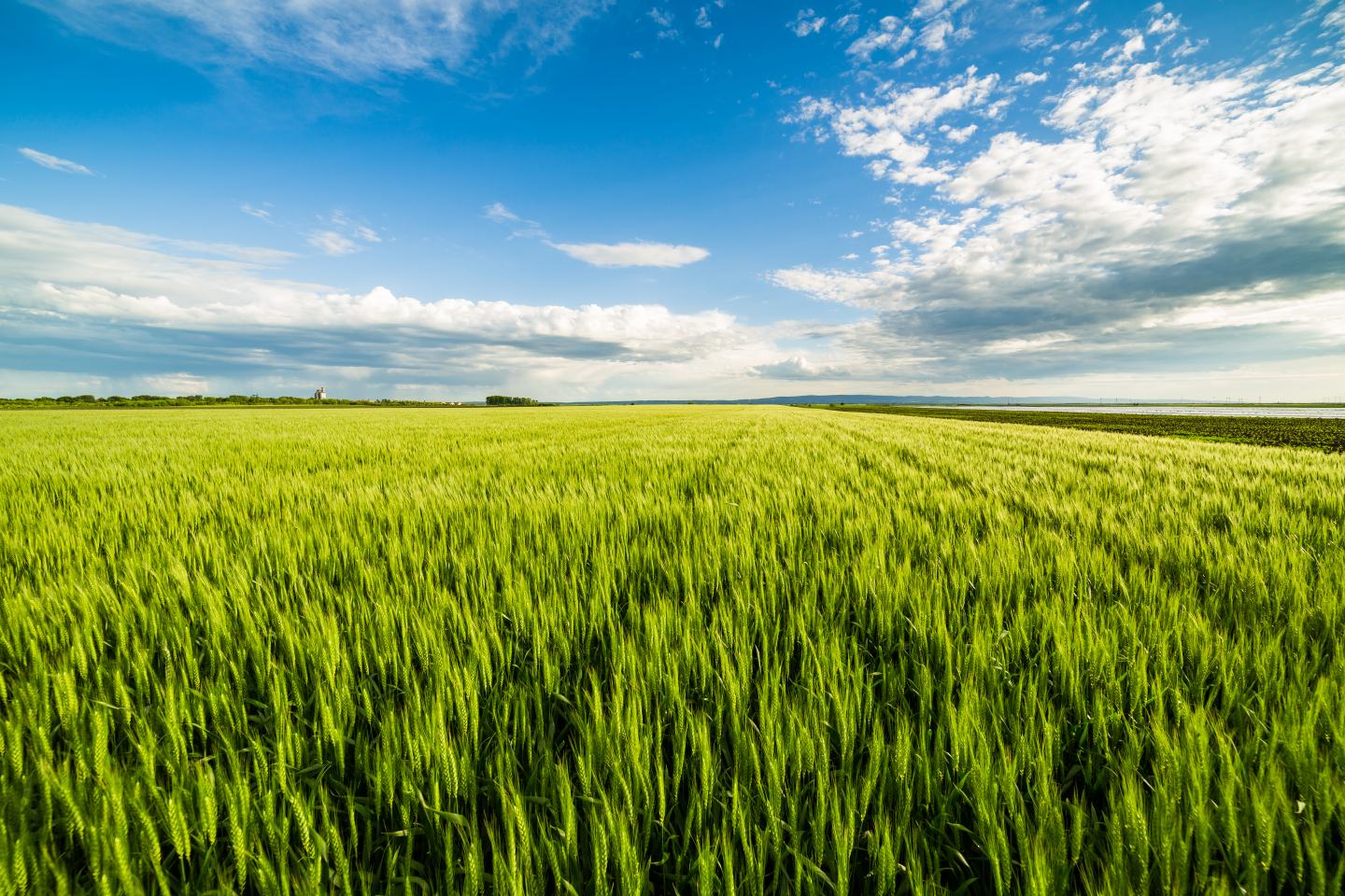 Open field