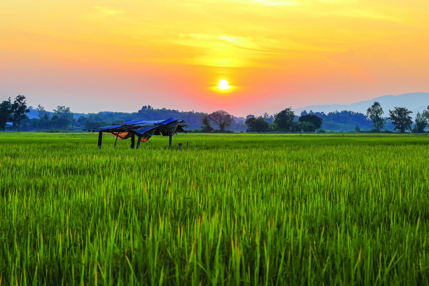drone in field