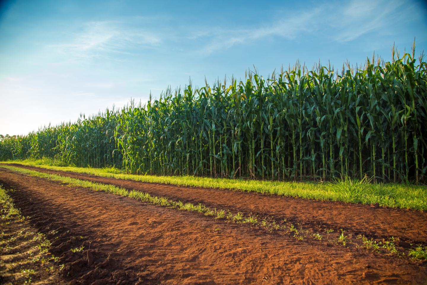 Corn Field