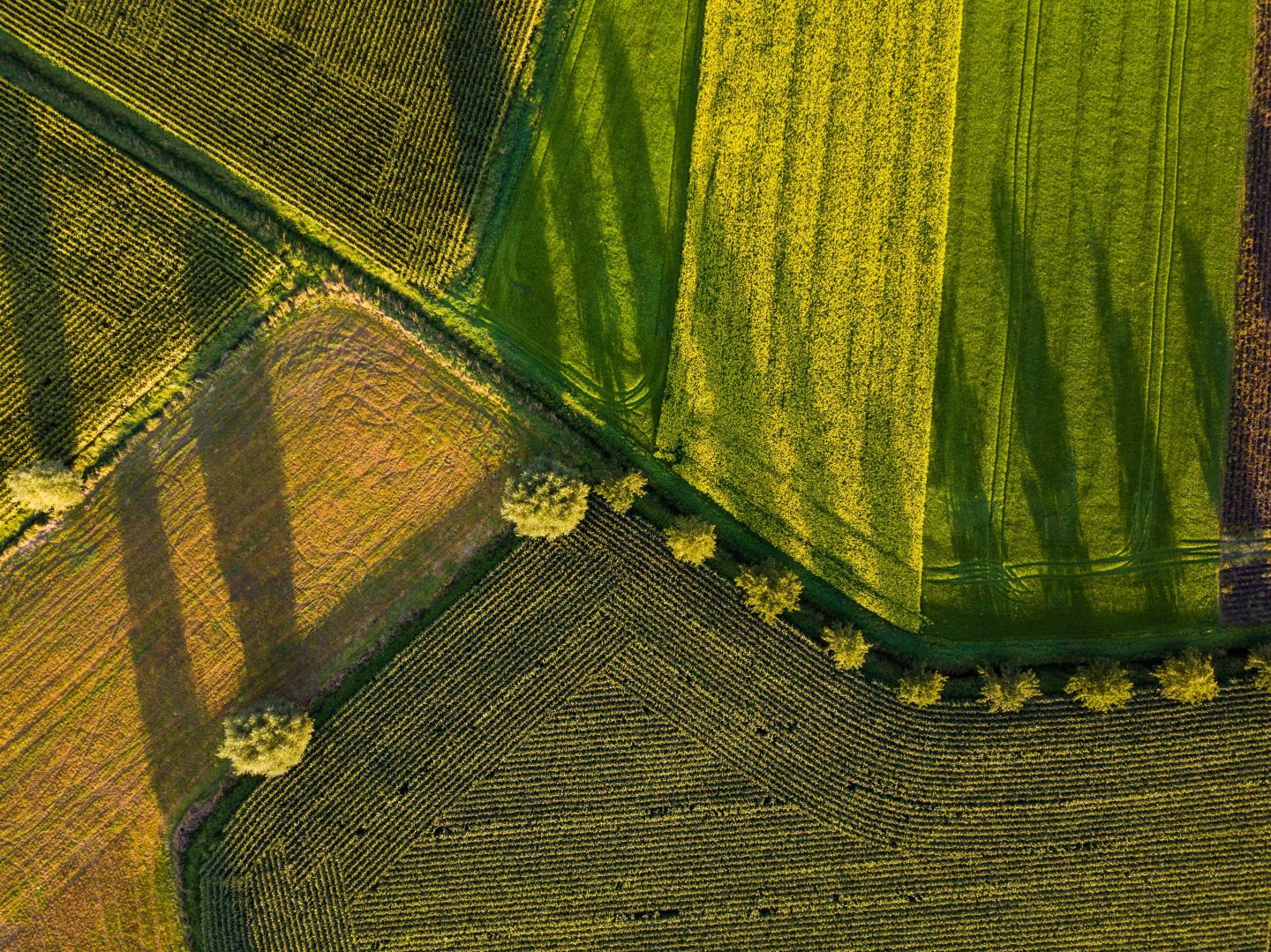 Aerial crop view