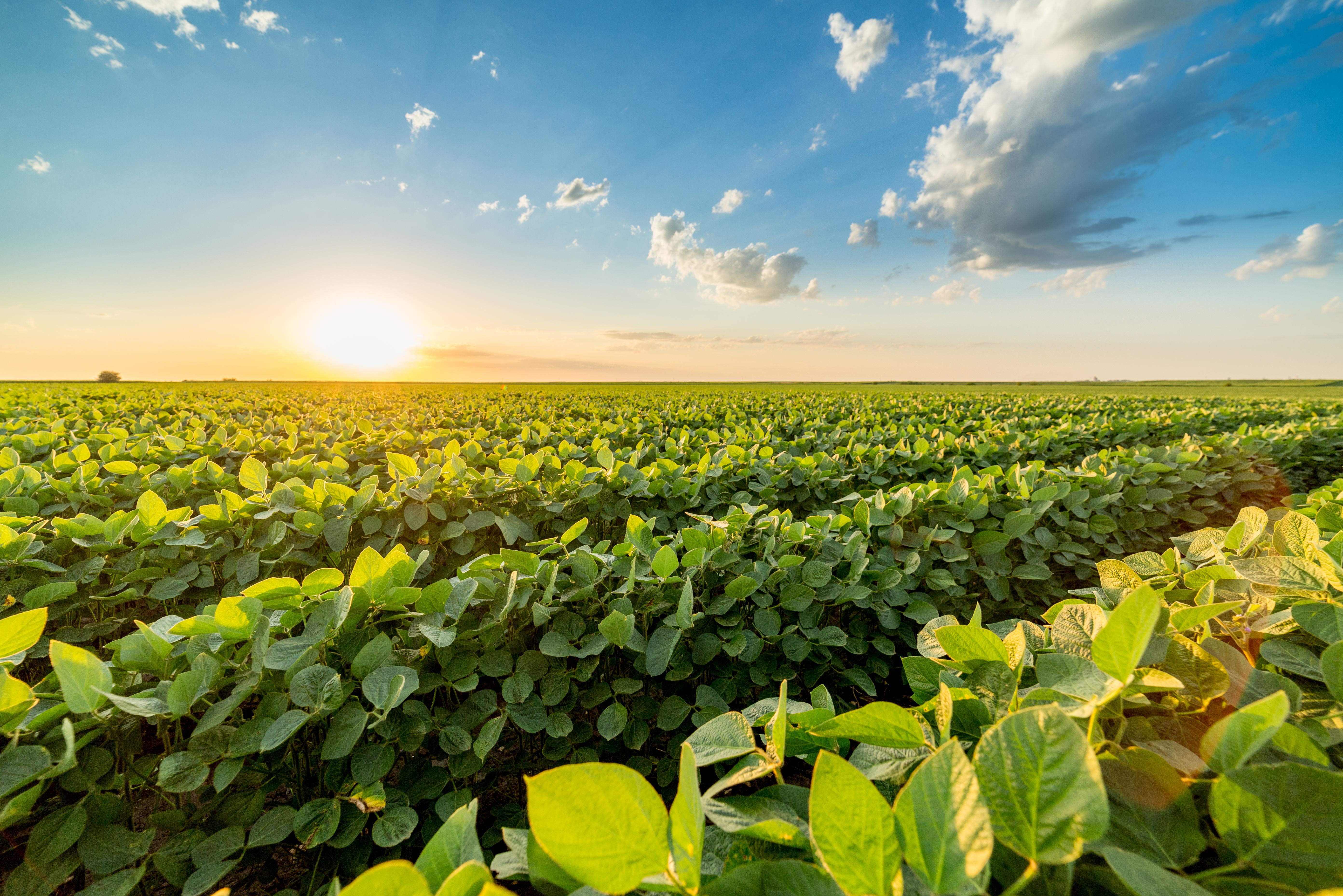 lettuce field sunrise